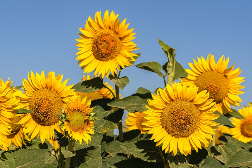 Devriez-vous couper les feuilles jaunies ?